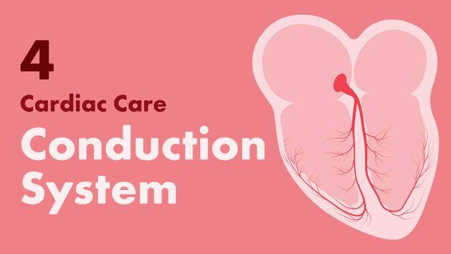 Cover image for: Cardiac Care Part 4: Conduction System