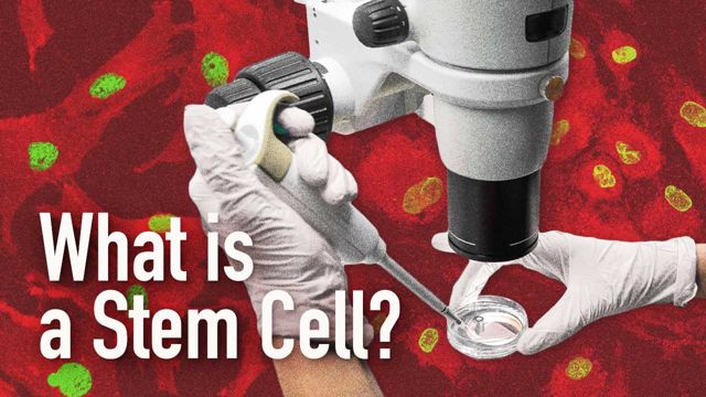 Image for An Introduction to Stem Cells